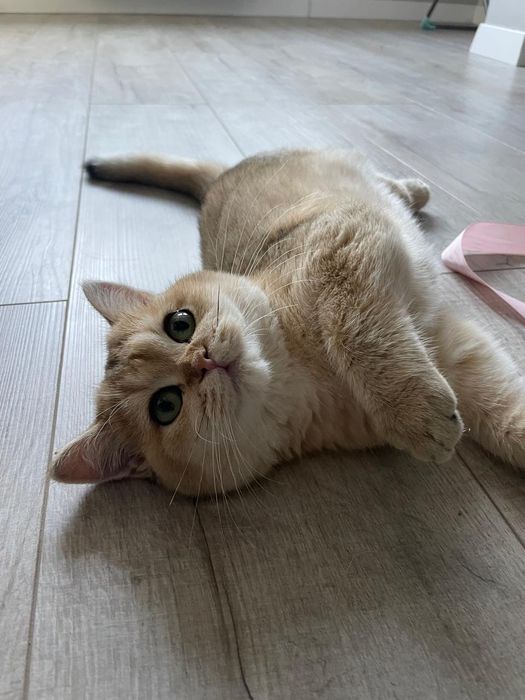 Малыши бриташки золотые