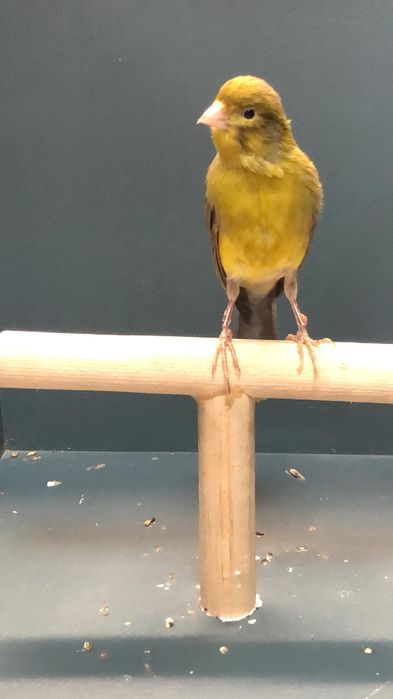 Канарейка (Кенор самец)