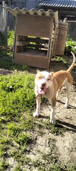 Donez câine Amstaff cu carnet și pedigree