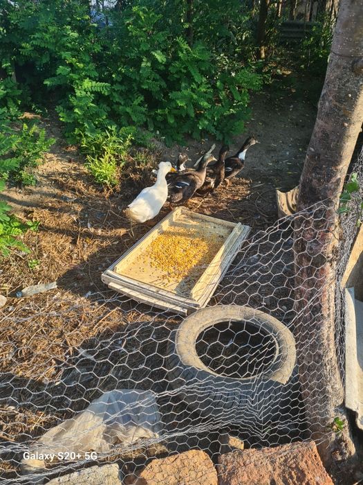 Vind 3 rate mecanizare 2 negre și una roquen și 2 ratoi unul sălbatic  și unul alb motat