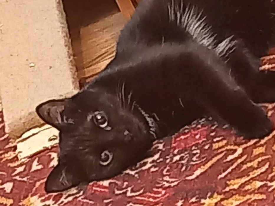 Маленькая пантера в добрые руки