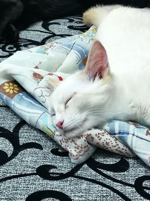 Кошечка стерилизованная