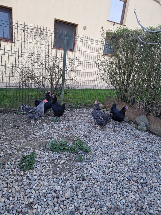 Gaini Australorp si Wyandotte