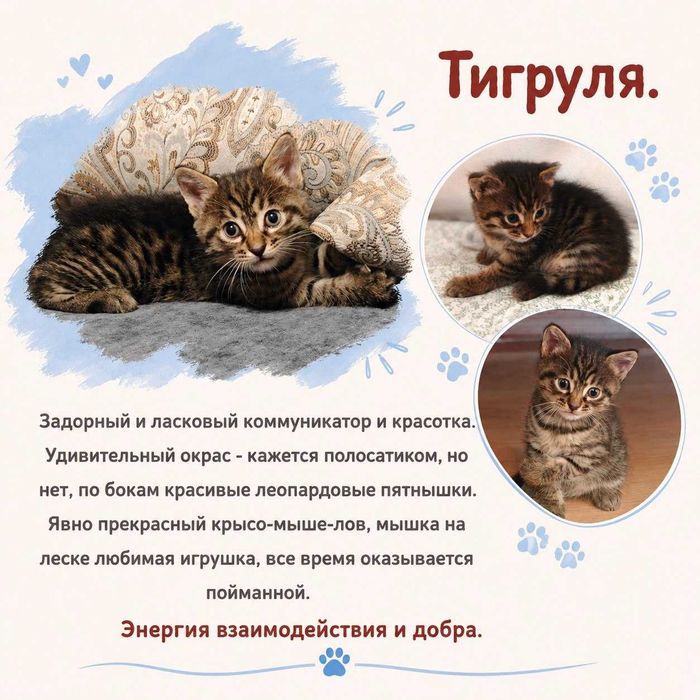 шикарный котенок для дома и семьи