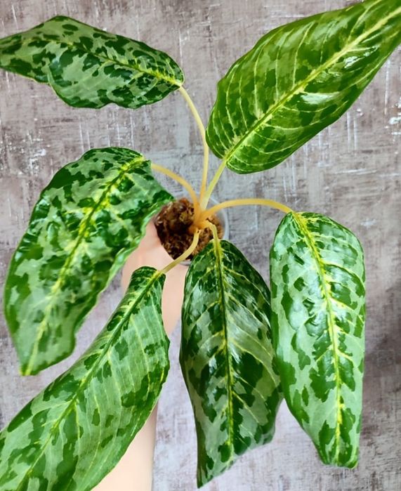 Аглаонема разных сортов