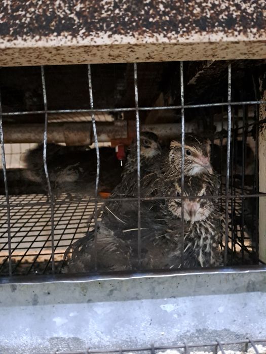 Bedana tuxum urug'langan inkubatorga