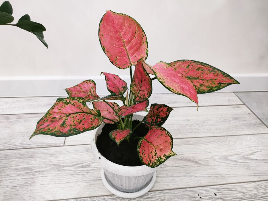 Комнатные растения, доставка.