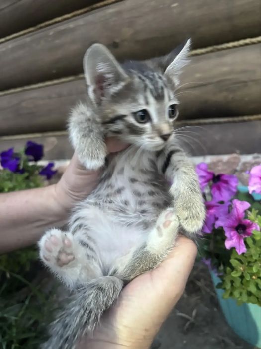 Отдам котят 2.5 мес