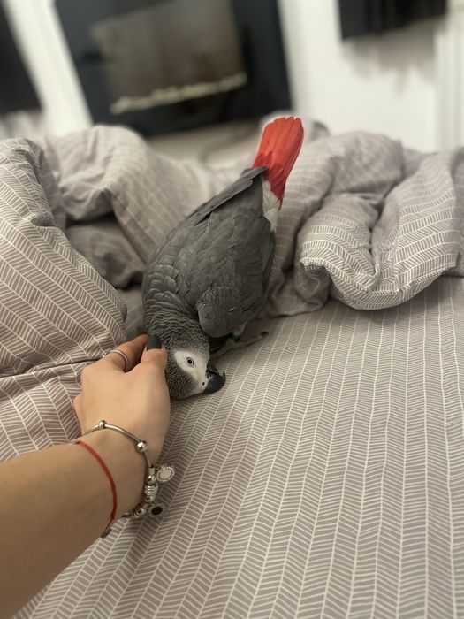 Papagal Jako de vanzare