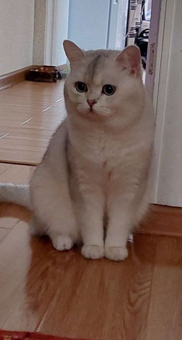 Британская серебристая шиншила Мальчик