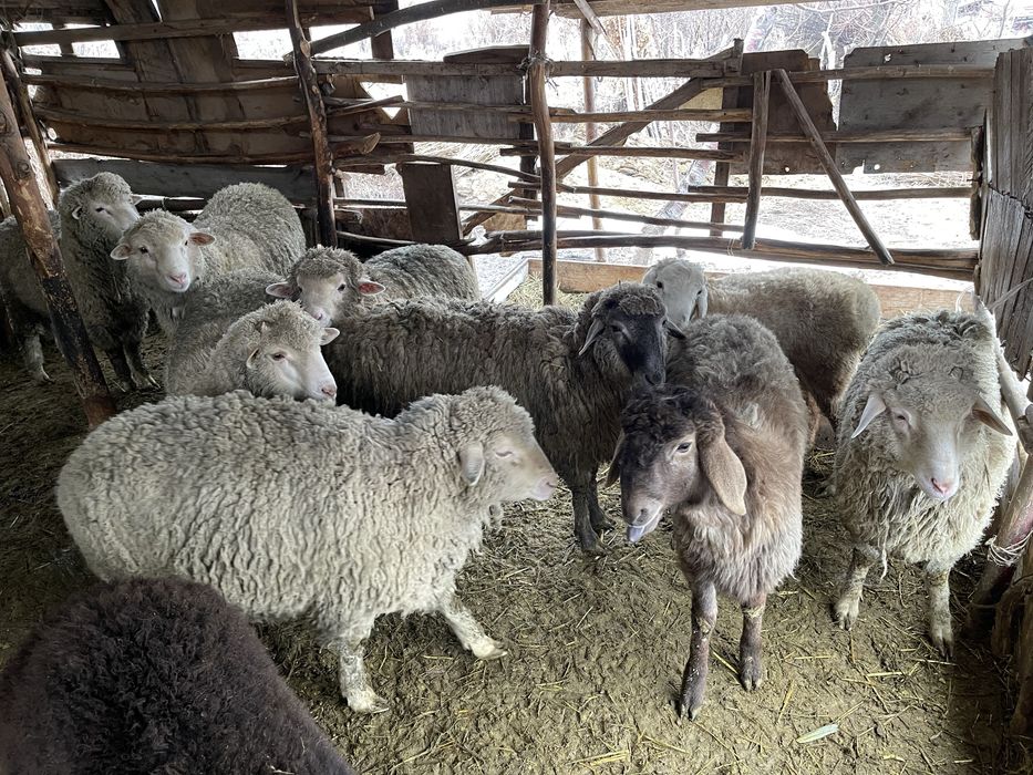 Бараны продаем талгар кайназар