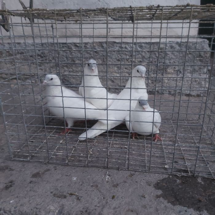 Туркмени лет с игрой гарантия