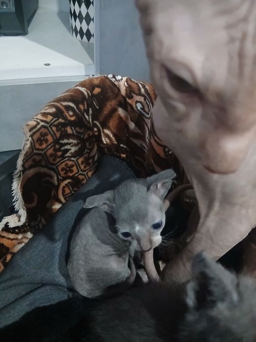 Отдам котят в хорошие руки