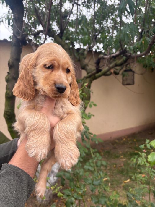 Cocker Spaniel baiat