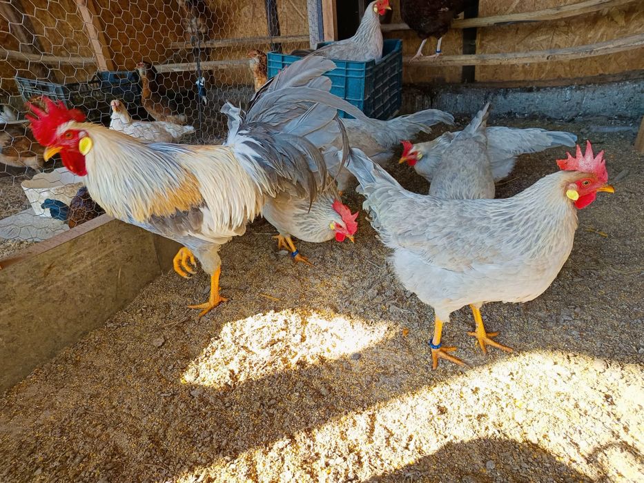 Ouă incubat găini italiană perlata