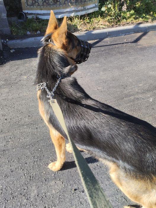 Животные вязка собак