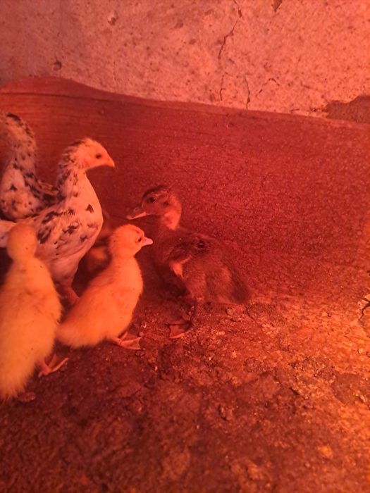 Уйректің балапандары сатылады