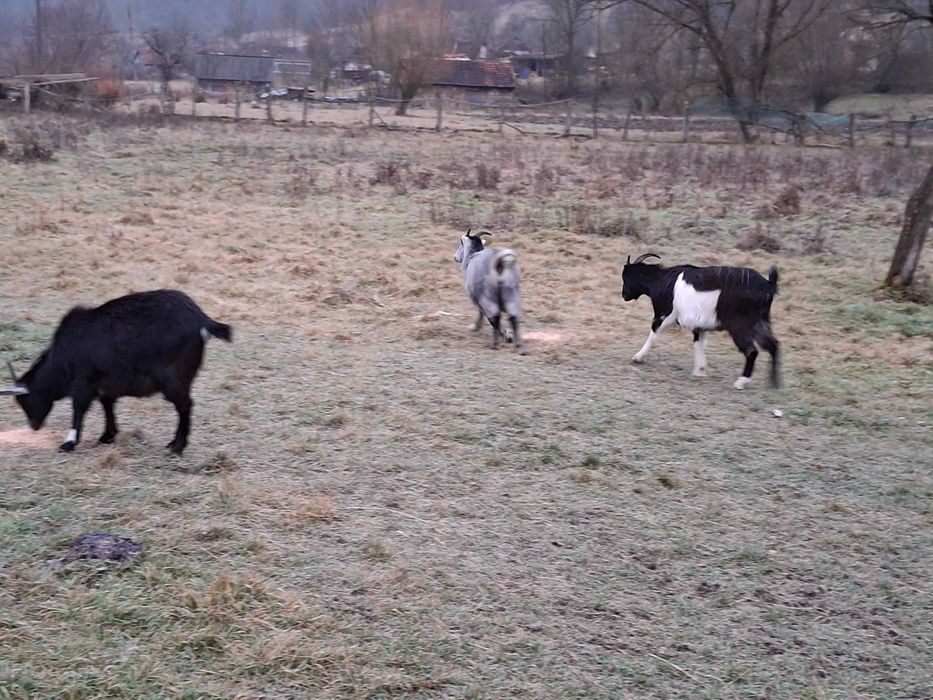 Vând  8 capre și 1 țap