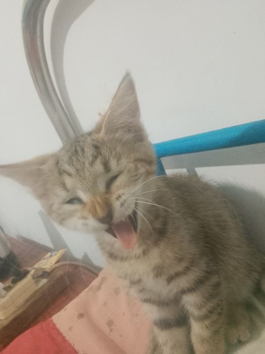 4 котенка в добрые руки