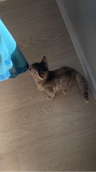 Котёнок 2 месяца