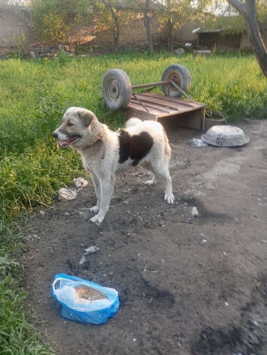 сабака на прадоже