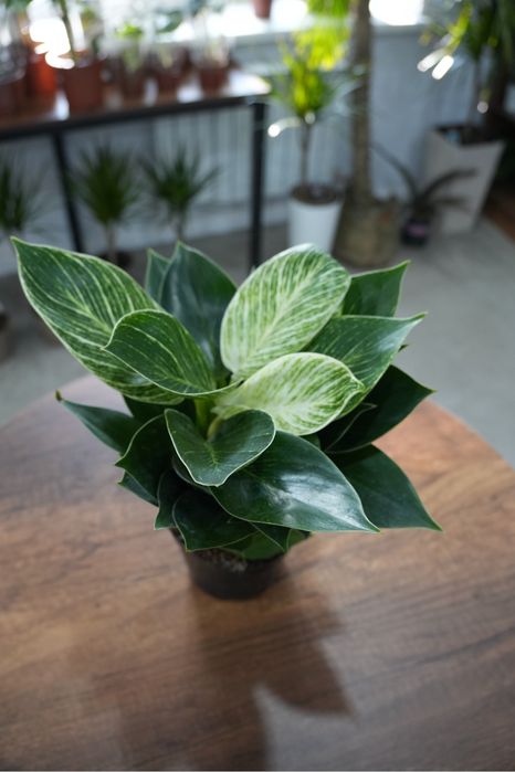 Филодендрон Платинум Даймонд