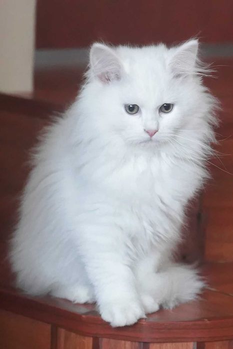 Pisica Siberiana - Felisa Autorizata