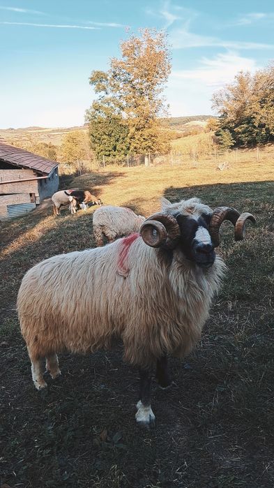 Berbec de vânzare
