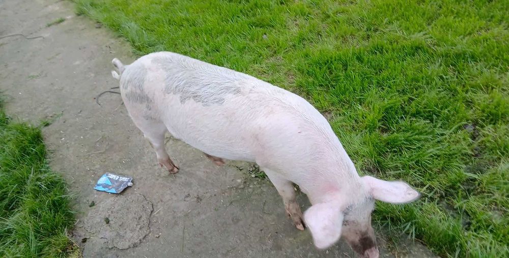 продавам  прасета