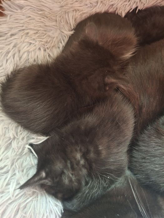 продам котят им 1 мес за 1500