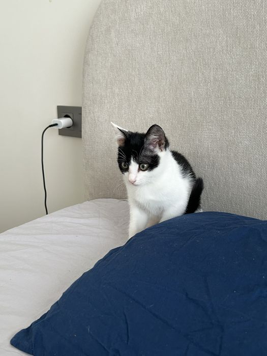 Отдам котенка вместе с вещами