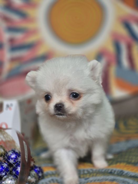 Померанский шпиц супермини