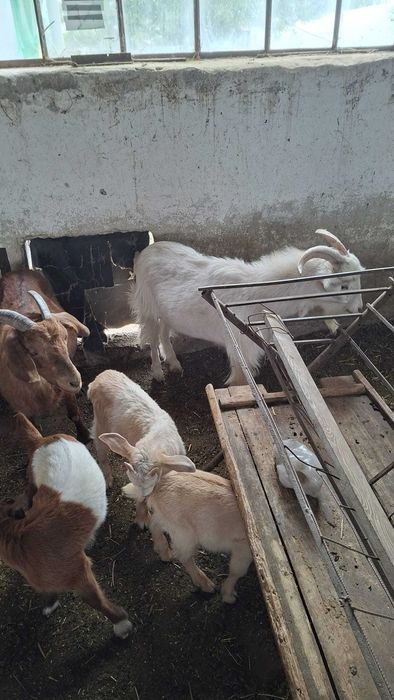 Animale domestice