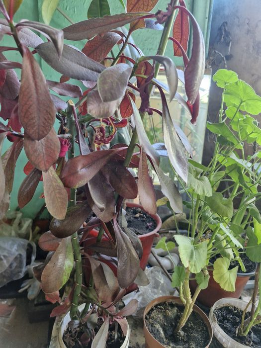 Продам Алое и др комнатные цветы. Цветы.