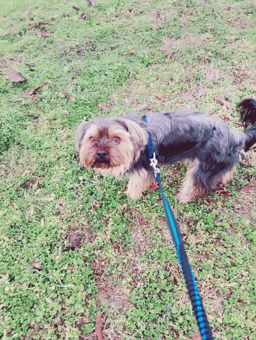 Продава се Сладко и послушно Айки