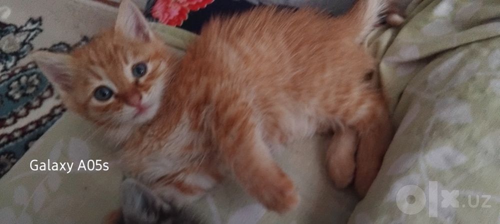 Aqlli mushukchalar mehribon qo'llarga hadiyaga beriladi