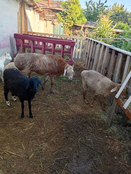 Продам кошкара Арашан