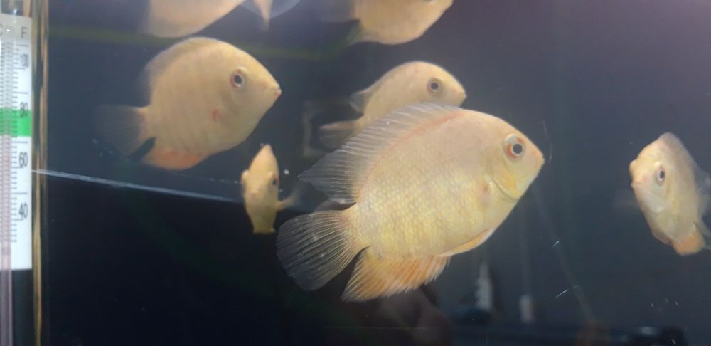 В продаже Северум золотой