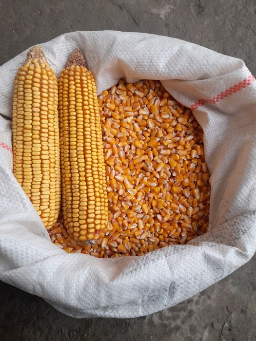 4 oylik makka juxori sotiladi Narxi 5600 sõm.