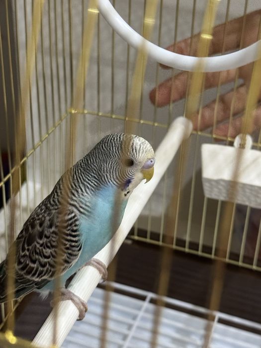 Волнистый попугай