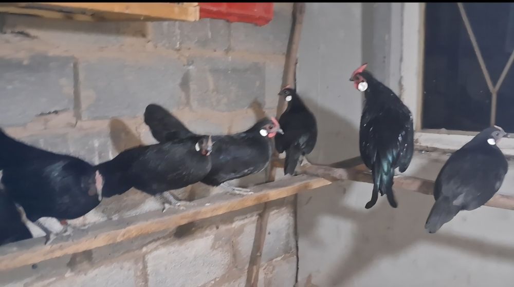 Продам Карликовый Ява бетнамка
