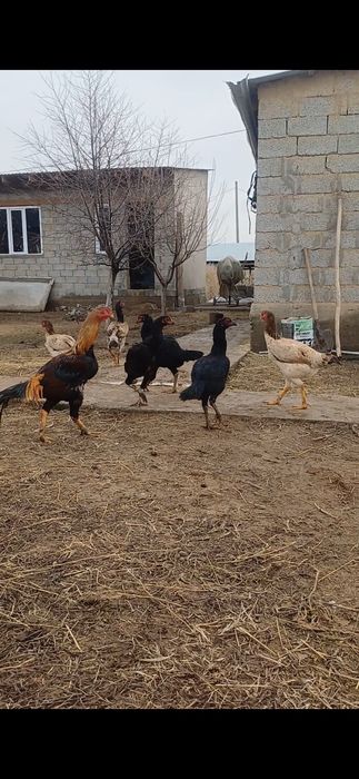 samsyng a34 ултра