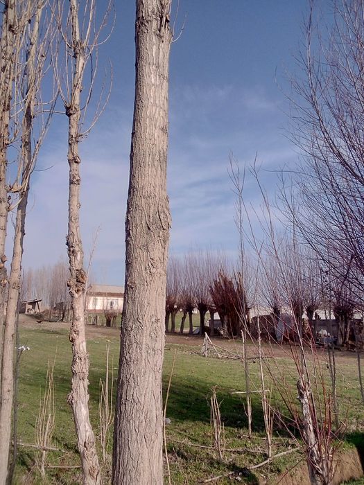 Курилишга 8 та терак