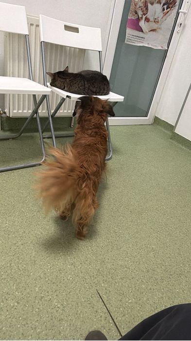 Urgent adoptie femela talie mica