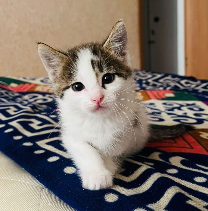 Котенок в добрые руки