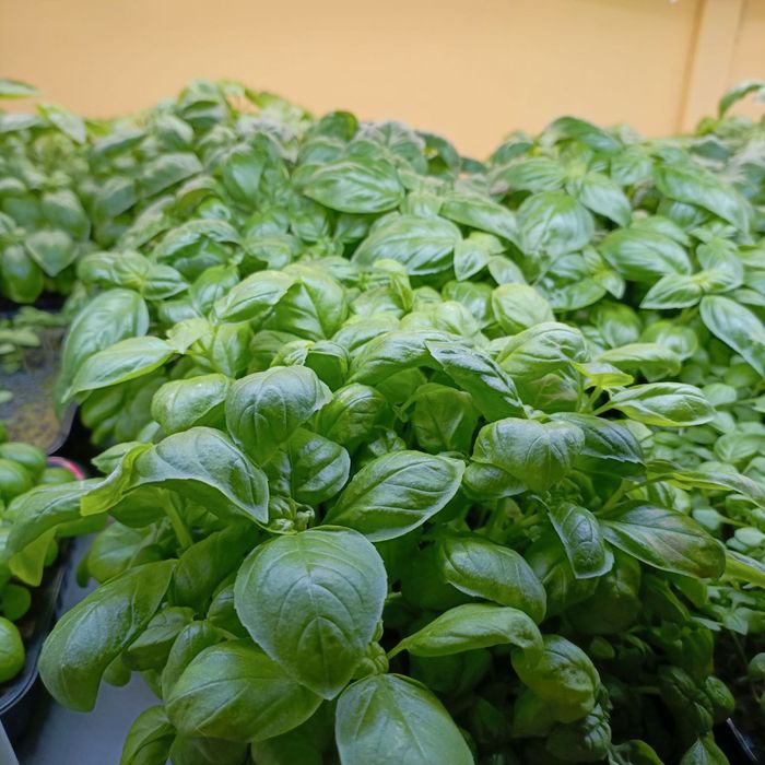 Микрозелень горох и другие