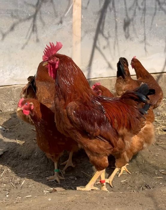 Ханхяп тхумларига заказ оламис