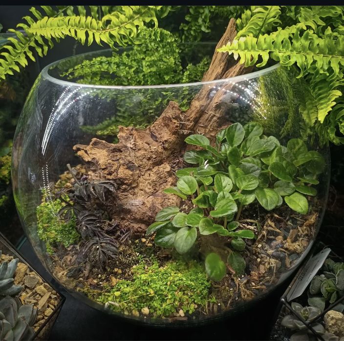 Флорариум|florarium
