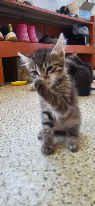 Мысықтар мысык кошки котяти