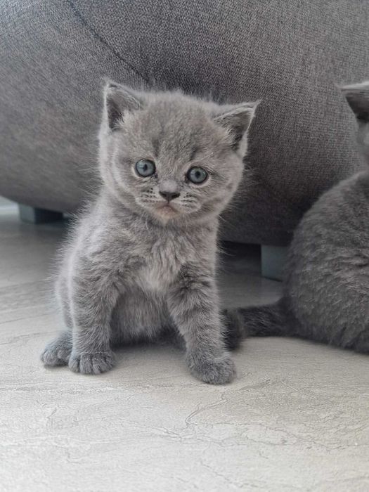 Имам Шотландски клепоухи и британски късокосмести котенца.